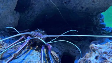 Uzun antenli dikenli ıstakoz derin mavi bir akvaryumda kayalık yüzeyde duruyor. Egzotik deniz manzaralı.