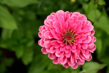 Zinnia zarifliğinin üst görüntüsü, bilinen adıyla zinnia veya zarif zinnia, Asteraceae familyasının yıllık çiçek açan bitkisidir.