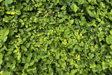 Yeşil yaprak dokusu ve soyut arkaplan. Yüksek kalite fotoğraf