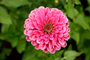 Zinnia zarafetine yakın, bilinen adıyla zinnia veya zarif zinnia, Asteraceae familyasının yıllık çiçek açan bitkisidir.