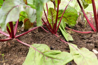 Canlı kırmızı sapları ve yeşil yaprakları olan organik bahçe toprağında büyüyen taze pancar kökü. Besin bakımından zengin sağlıklı bir sebze. Tarladan sofraya yemek pişirme ve sürdürülebilir tarım için mükemmel.