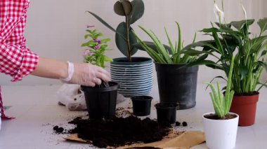 Kadın iç mekan bitkileri naklediyor. Ev bitkisi bakım konsepti. Bahar ekimi. Yüksek kalite 4k görüntü