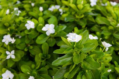 Doğa yeşili arka plan ve küçük beyaz çiçekler. Catharanthus roseus, Vinca rosea. Yüksek kalite fotoğraf
