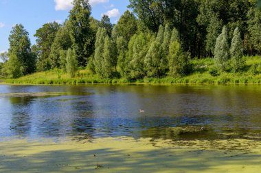 Bereketli yeşil ağaçlarla çevrili dingin göl berrak mavi gökyüzünün altında yansıyor kabarık beyaz bulutlar, dokunulmamış doğanın güzelliği.