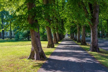 Yazın güneşli bir günde yeşil ağaçlarla dolu bir şehir parkında yürüyüş yolu. Yüksek kalite fotoğraf