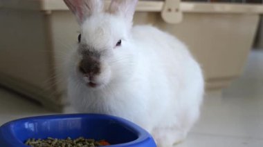 Kaseden yemek yiyen komik beyaz tavşan. Tavşan evcil hayvanı yaklaş. Yüksek kalite 4k görüntü