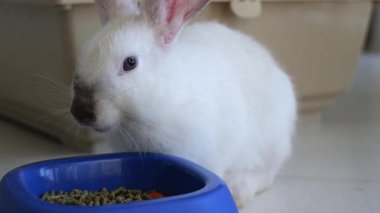 Kaseden yemek yiyen komik beyaz tavşan. Tavşan evcil hayvanı yaklaş. Yüksek kalite 4k görüntü