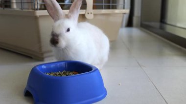Kaseden yemek yiyen komik beyaz tavşan. Tavşan evcil hayvanı yaklaş. Yüksek kalite 4k görüntü
