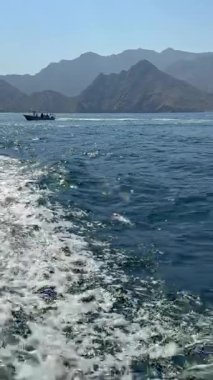 Yunuslar, Musandam Yarımadası, Khasab, Umman 'ın kayalık kıyılarındaki sakin sularda neşeyle sörf yapar. Yüksek kalite fotoğraf