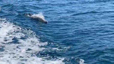 Yunuslar Musandam Yarımadası, Khasab, Umman 'ın kayalık kıyılarındaki sakin sularda sörf yapar. Yüksek kalite fotoğraf