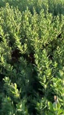 Yeşil çalı manzaralı, açık havada küçük yapraklar. Doğa yeşili arka plan. Texas Sage ya da Löcophyllum Frutescens bitkisi. Yüksek kalite 4k görüntü
