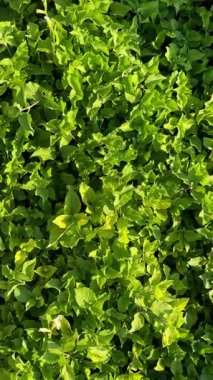 Küçük yapraklardan yeşil arka plan, üst manzara. Yüksek kalite 4k görüntü