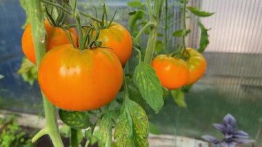 Sarmaşık sarmaşıklarında olgunlaşan sarı domatesler. Organik tarım ve bahçıvanlık sağlıklı bir yaşam tarzı için taze, böceksiz bir hasat sağlar.