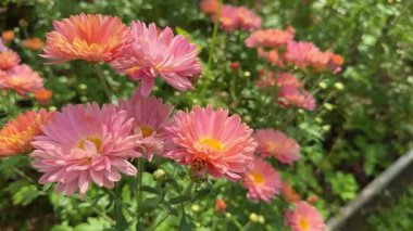 Kasımpatı çiçekleri yaz bahçesinde açar ve havayı güzelliklerle doldurur. Bahçedeki çiçekler parlak ve renkli yaz manzarası yaratır. Kasımpatı dolu yaz bahçesi taze görünüyor.