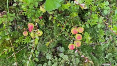 Canlı yosunlara saçılmış parlak yapraklarla olgun kırmızı kızılcıklar, doğal bahçe hasadı ve taze organik böğürtlenler.