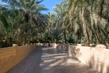 Al Ain, BAE 'deki vahada uzun palmiye ağaçları ve yeşil yapraklarla çevrili sessiz bir patika. Güneş ışığı palmiyelerin arasından süzülür, yumuşak gölgeler bırakır. Vahada huzurlu bir yer.