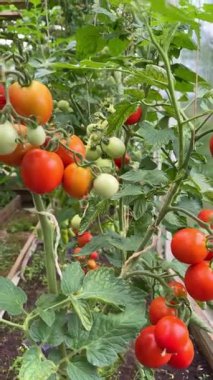 Bir seranın içindeki sarmaşıkta olgunlaşmış domatesler. Organik tarım ve bahçıvanlık sağlıklı bir yaşam tarzı için taze, böceksiz bir hasat sağlar.