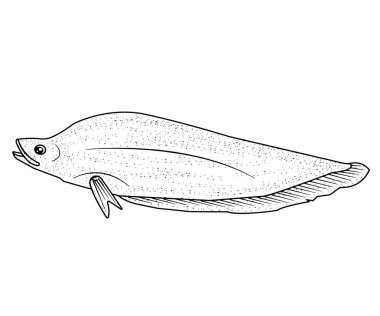 Bıçak balığı çizimi biyoloji, bilim veya akvaryum kaynakları için mükemmeldir..
