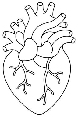 Tıbbi öğrenme görselleri için insan kalbi anatomisi ayrıntılı çizim çizimi