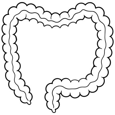 Kalın bağırsak anatomisi, sağlık ve tıp eğitimi için sanat çerçevesinde çizilmiştir.