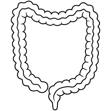 İnsana ait sindirim sistemi çizimi kalın bağırsak anatomisi diyagramını gösteriyor