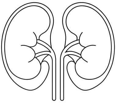 Tıbbi ve bilimsel görseller için temiz çizgi sanatında insan böbreği çizimi