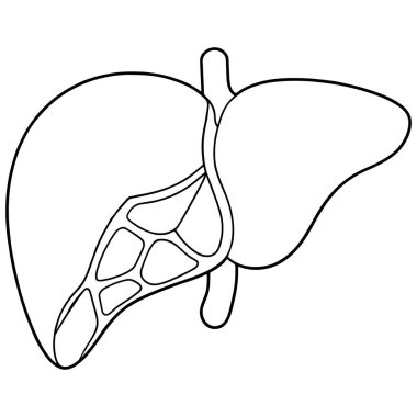 Karaciğer anatomisi, bilim ve sağlık hizmetleri görselleri için tıbbi tarzda illüstrasyon çiziyor