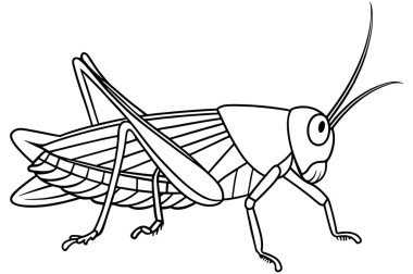 Çekirge anatomisi çocuklar için idealdir böcek eğitimi ve boyama sayfaları