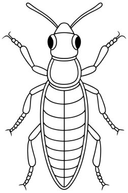 Rove Beetle anatomisi. Böcek çalışmaları ve bilim boyama sayfaları için yapılmış.