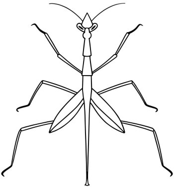 Öğrenme ve doğa renklendirme sayfaları için ideal sopa çekirgesi çizimi