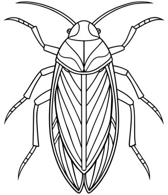 Çocuklar için su kayığı anatomisi çizimi, böcek çalışmaları ve boyama sayfaları.