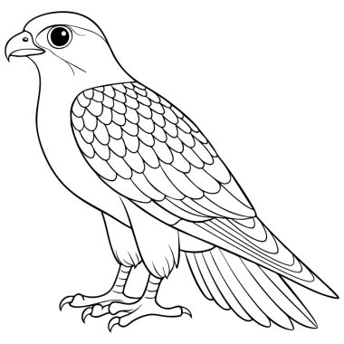 Gökdoğan 'ın çizgili sanat tasviri boyama ve eğitici kuş projeleri için mükemmel güçlü kanatları olan uzun boylu bir şahin.