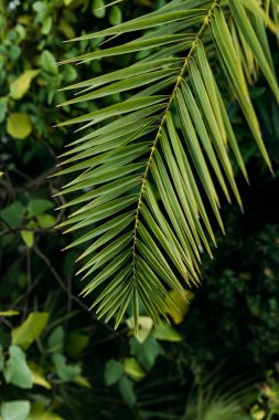Tropik orman palmiye yaprakları. Duvar kâğıdı, seyahat, tatil için tropikal doğa afişi