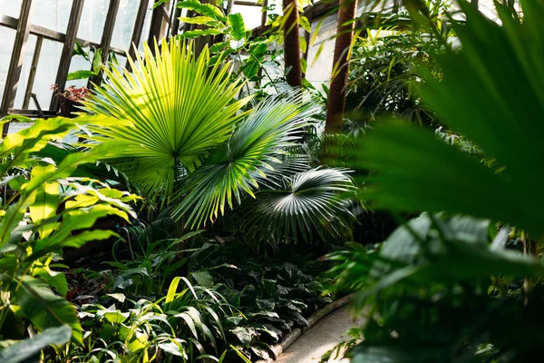 stock image Tropical greenhouse interior full of fresh green plants. Beauty in tropical nature banner for wallpaper, vacation. Exotic trees background