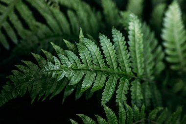 Ormanda doğal yeşil eğreltiotu. Yeşil eğrelti otu yapraklarıyla yapılmış güzel bir arka plan..