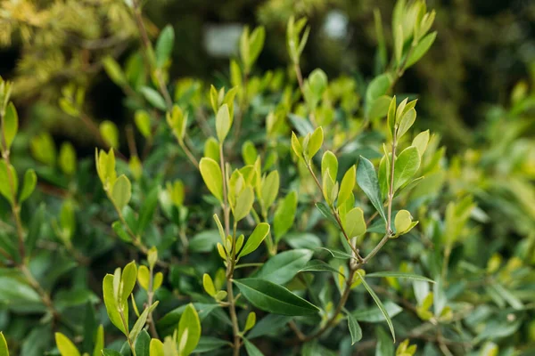 Close Bright Wet Young Green Foliage Boxwood Buxus Sempervirens Perfect — Stock Photo, Image