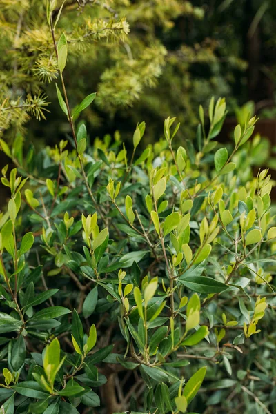 Närbild Ljusa Våta Unga Gröna Blad Boxwood Buxus Sempervirens Som — Stockfoto