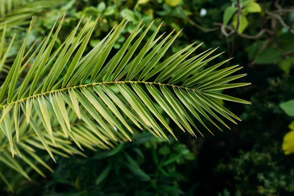 Fond Palmier Jungle Tropicale Beauté Dans Nature Tropicale Bannière Pour — Photo