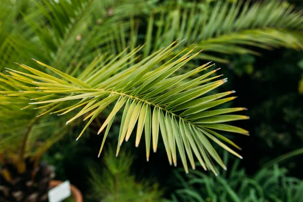 Fondo Follaje Palma Selva Tropical Belleza Naturaleza Tropical Bandera Para —  Fotos de Stock