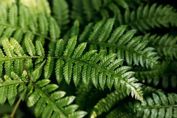 Natürliche Grüne Farne Wald Schöne Natur Hintergrund Mit Jungen Grünen — Stockfoto