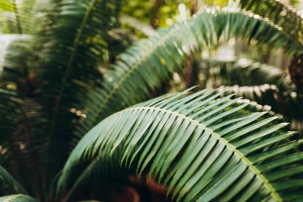 Fondo Follaje Palma Selva Tropical Belleza Naturaleza Tropical Bandera Para — Foto de Stock