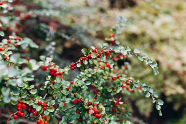 Dallarında kırmızı böğürtlen olan bir Cotoneaster çalısı. Güzel doğa arkaplanı