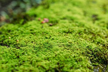 Ormandaki yosunlardaki mantarlar. Güzel, parlak yeşil yosunlar büyüyüp ormandaki sert taşları ve zemini kaplıyorlar..