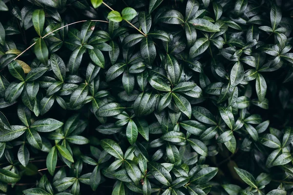 Bir kır evinde Periwinkle veya Vinca minor Bowles. Güzel doğa arkaplanı