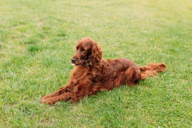 Güzel, mutlu İrlandalı Setter köpeği güzel bir yaz gününde çimlerin üzerinde yatıyor..