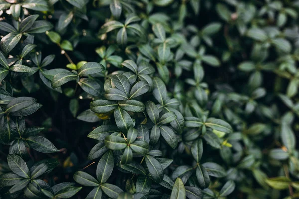 Bir kır evinde Periwinkle veya Vinca minor Bowles. Güzel doğa arkaplanı
