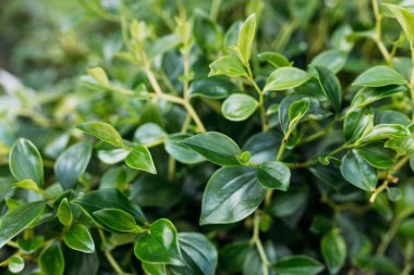 Peperomia obtusifolia dokusu. Yeşil yapraklardan oluşmuş yaratıcı düzen, yuvarlak yeşil bebek kauçuk yapraklarının kapağı.