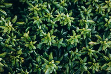 Japon pachysandra ya da Pachysandra terminali. Yeşil bitki arkaplanı.