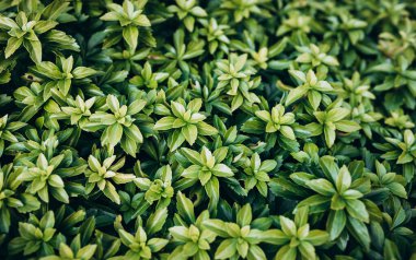 Japon pachysandra ya da Pachysandra terminali. Yeşil bitki arkaplanı.