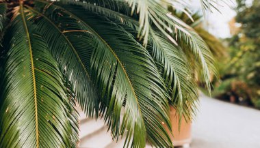 Avuç içi yapraklarının yemyeşil arkaplan dokusu bir ormanda.